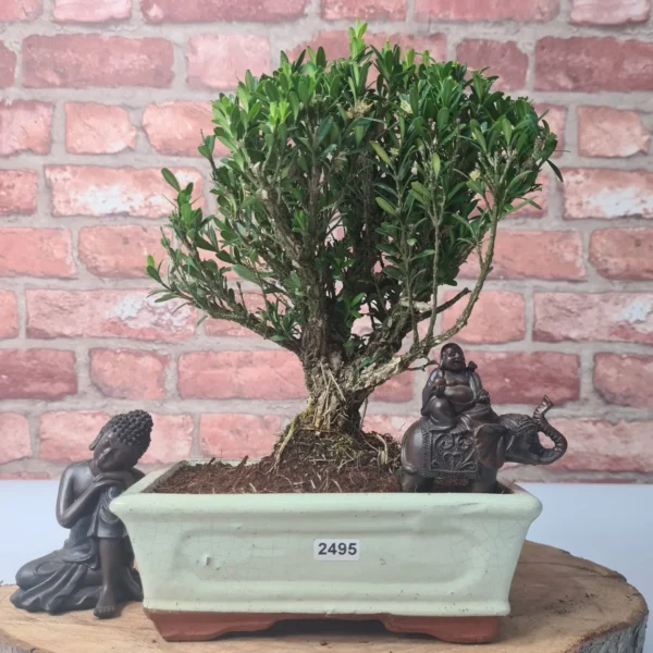 Boxwood (Buxus Harlandii) Bonsai Tree | Broom | In 20cm Pot