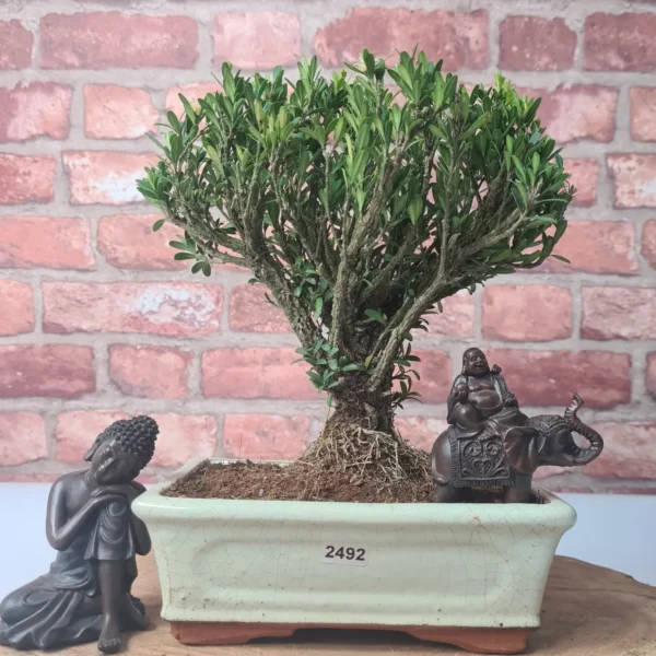 Boxwood (Buxus Harlandii) Bonsai Tree | Broom | In 20cm Pot - Image 2