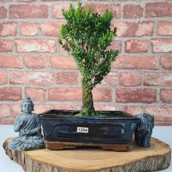 Boxwood (Buxus Harlandii) Bonsai Tree | Broom | In 20cm Pot - Image 3