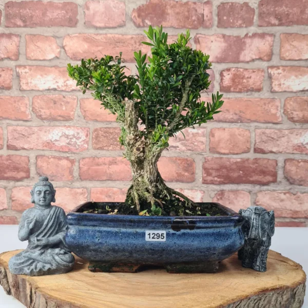 Boxwood (Buxus Harlandii) Bonsai Tree | Broom | In 20cm Pot - Image 4