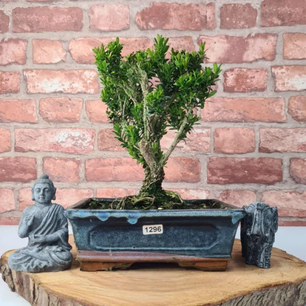 Boxwood (Buxus Harlandii) Bonsai Tree | Broom | In 20cm Pot - Image 5