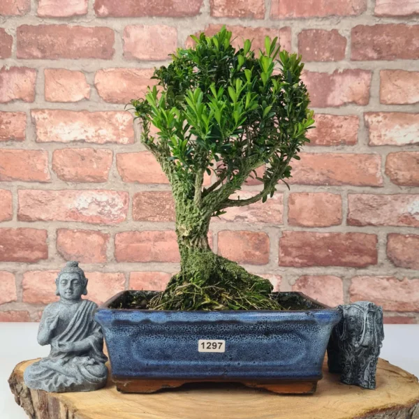 Boxwood (Buxus Harlandii) Bonsai Tree | Broom | In 20cm Pot - Image 6