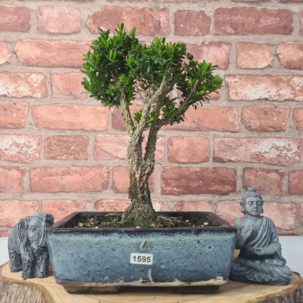 Boxwood (Buxus Harlandii) Bonsai Tree | Broom | In 20cm Pot - Image 7