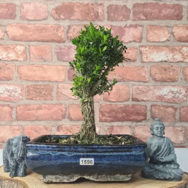 Boxwood (Buxus Harlandii) Bonsai Tree | Broom | In 20cm Pot - Image 8