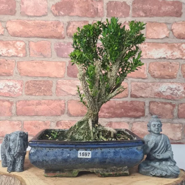 Boxwood (Buxus Harlandii) Bonsai Tree | Broom | In 20cm Pot - Image 9