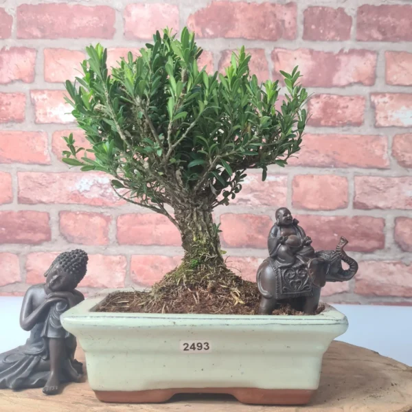 Boxwood (Buxus Harlandii) Bonsai Tree | Broom | In 20cm Pot - Image 10