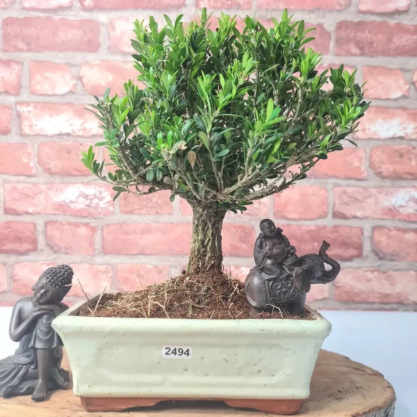 Boxwood (Buxus Harlandii) Bonsai Tree | Broom | In 20cm Pot - Image 11