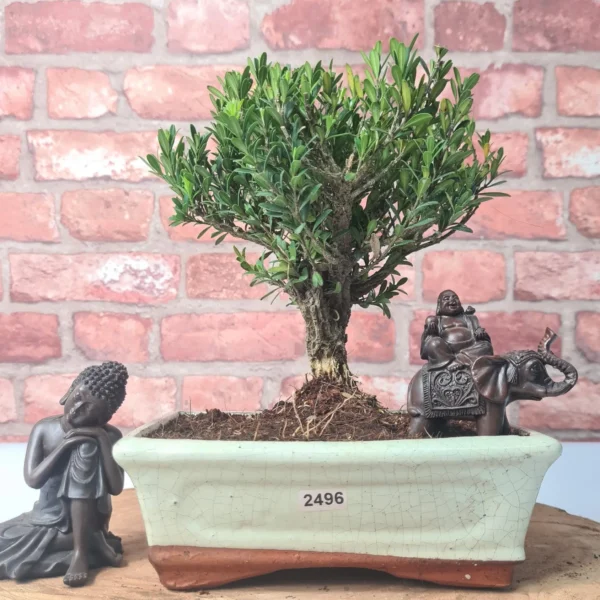 Boxwood (Buxus Harlandii) Bonsai Tree | Broom | In 20cm Pot - Image 12