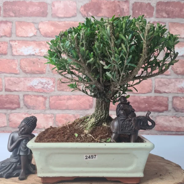 Boxwood (Buxus Harlandii) Bonsai Tree | Broom | In 20cm Pot - Image 13