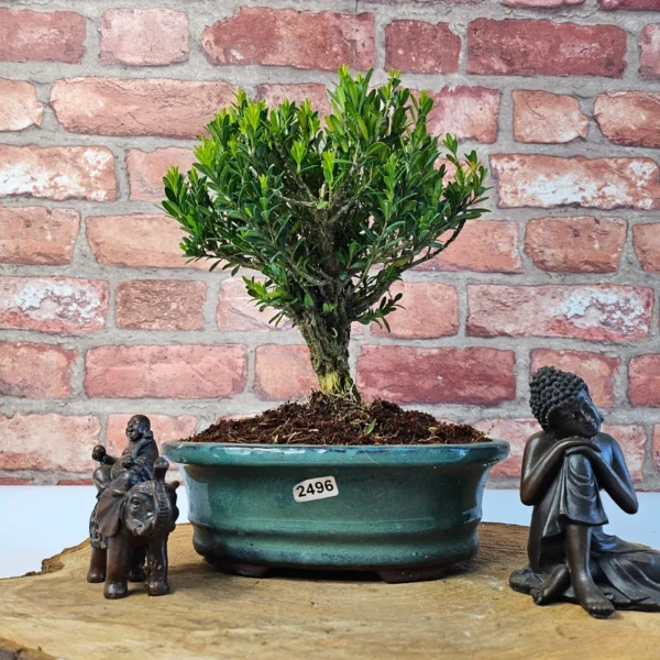 Boxwood (Buxus Harlandii) Bonsai Tree | Broom | In 20cm Pot - Image 14