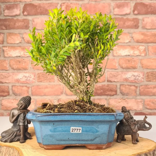 Boxwood (Buxus Harlandii) Bonsai Tree | Broom | In 20cm Pot - Image 15