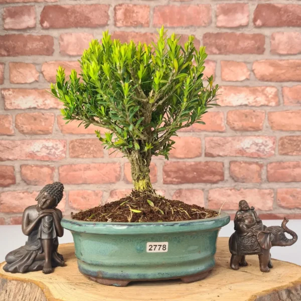 Boxwood (Buxus Harlandii) Bonsai Tree | Broom | In 20cm Pot - Image 16