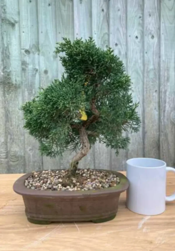 Juniper Specimen Bonsai Tree | Various Styles