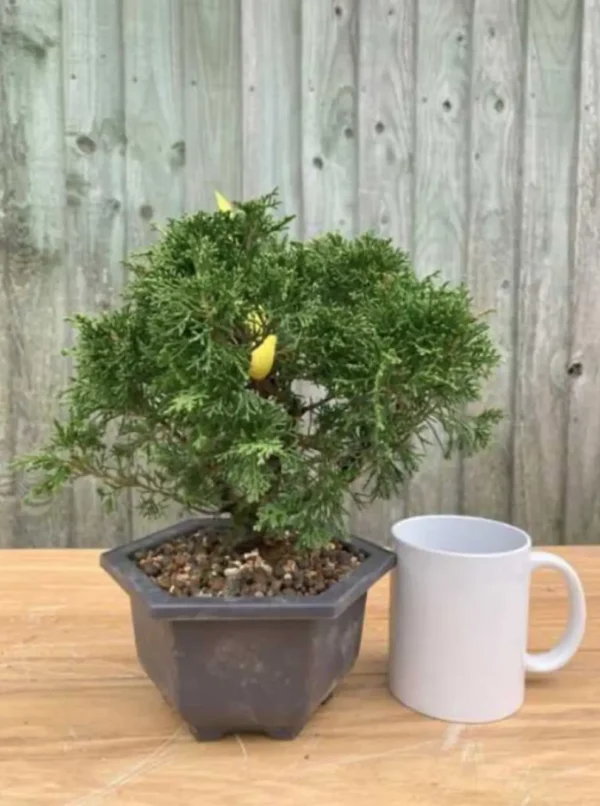 Juniper Specimen Bonsai Tree | Various Styles - Image 5