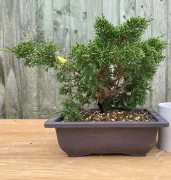 Juniper Specimen Bonsai Tree | Various Styles - Image 10