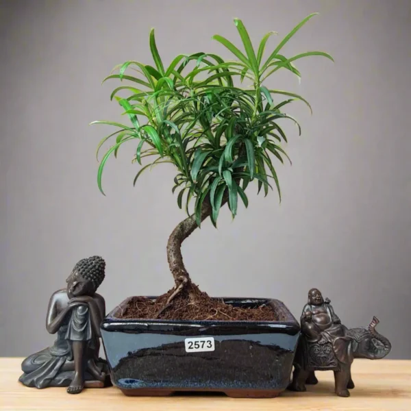 Buddhist Pine (Podocarpus Micro) Bonsai Tree | Shaped | In 15cm Pot