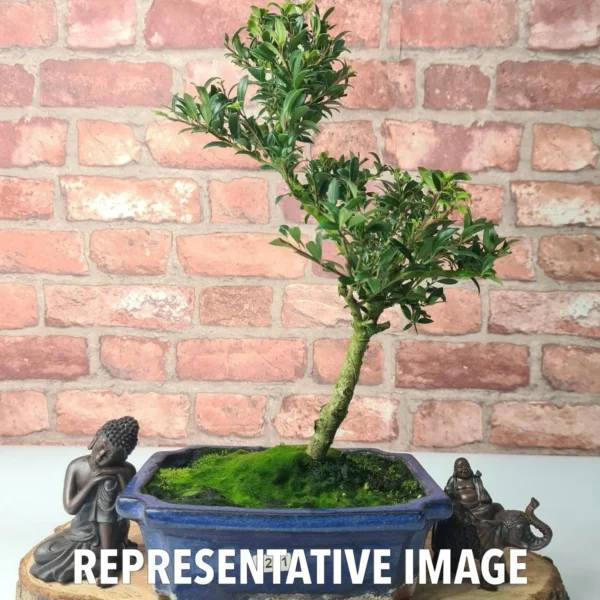 Japanese Holly (Ilex Crenata) Bonsai Tree | Shaped | In 20cm Pot - Image 2