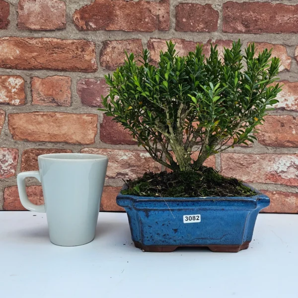 Boxwood (Buxus Harlandii) Bonsai Tree | Broom | In 20cm Pot - Image 17