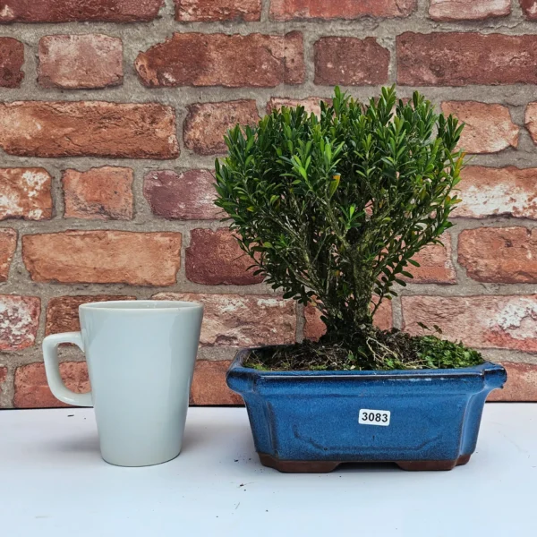 Boxwood (Buxus Harlandii) Bonsai Tree | Broom | In 20cm Pot - Image 18