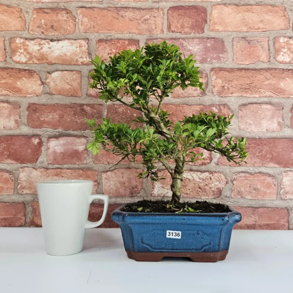 Japanese Holly (Ilex Crenata) Bonsai Tree | Shaped | In 20cm Pot - Image 3