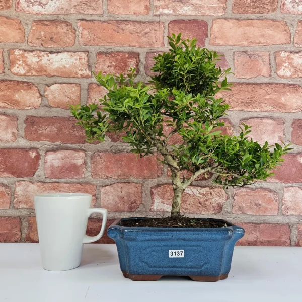 Japanese Holly (Ilex Crenata) Bonsai Tree | Shaped | In 20cm Pot - Image 4