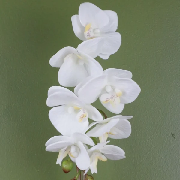 Artificial Orchid White with Silver Pot 46cm Botanik - Image 2