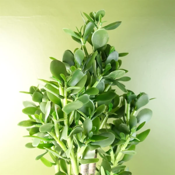 Artificial Large Plant Shrub Green Jade 75cm Tall Botanik - Image 2