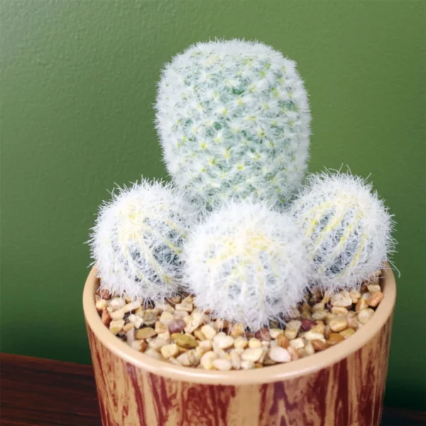 Artificial Cactus Plant Cacti in Ceramic Planter Botanik - Image 2