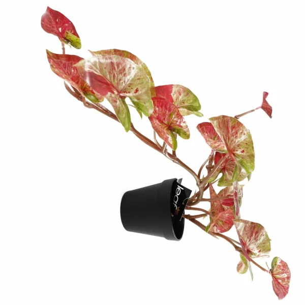 Artificial Hanging Trailing Plant Plant Pink Splash Caladium Botanik - Image 3