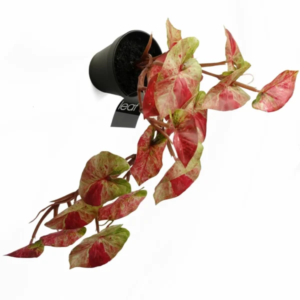 Artificial Hanging Trailing Plant Plant Pink Splash Caladium Botanik - Image 4