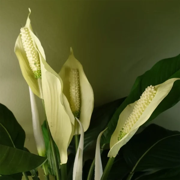 Artificial Plant Large Lily Peace White Spathiphyllum Botanik - Image 2