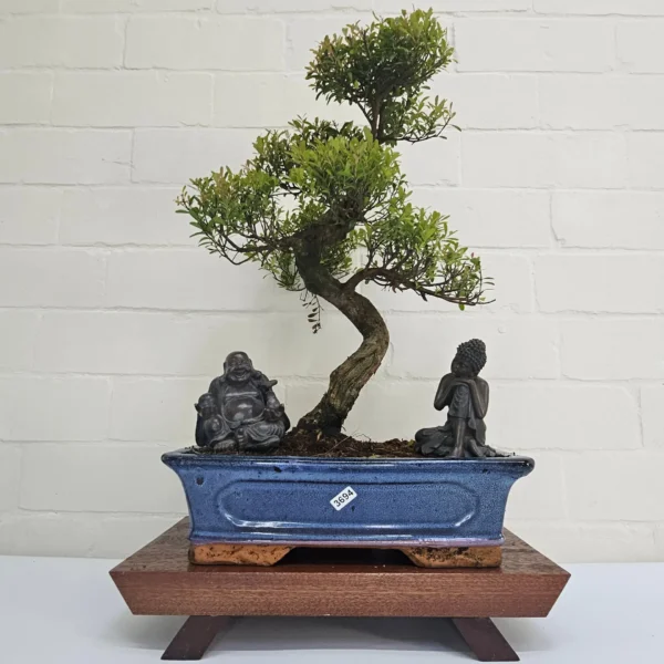 Brush Cherry (Syzygium) Bonsai Tree | Shaped | In 30cm Pot - Image 3