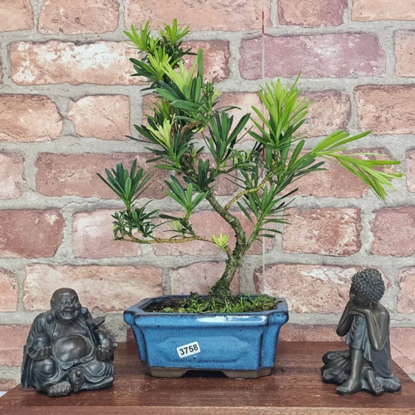 Buddhist Pine (Podocarpus Micro) Bonsai Tree | Shaped | In 15cm Pot - Image 12