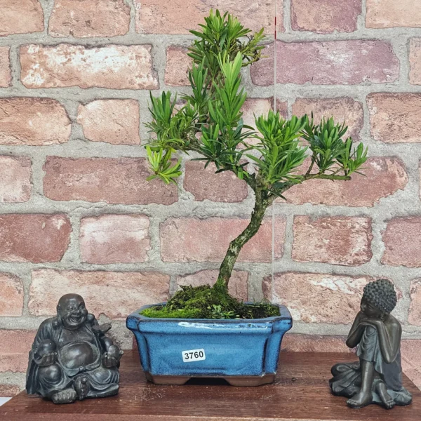 Buddhist Pine (Podocarpus Micro) Bonsai Tree | Shaped | In 15cm Pot - Image 14