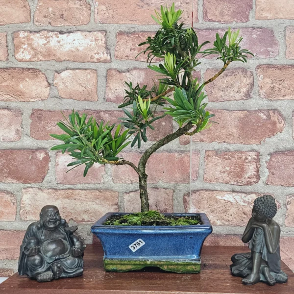 Buddhist Pine (Podocarpus Micro) Bonsai Tree | Shaped | In 15cm Pot - Image 15