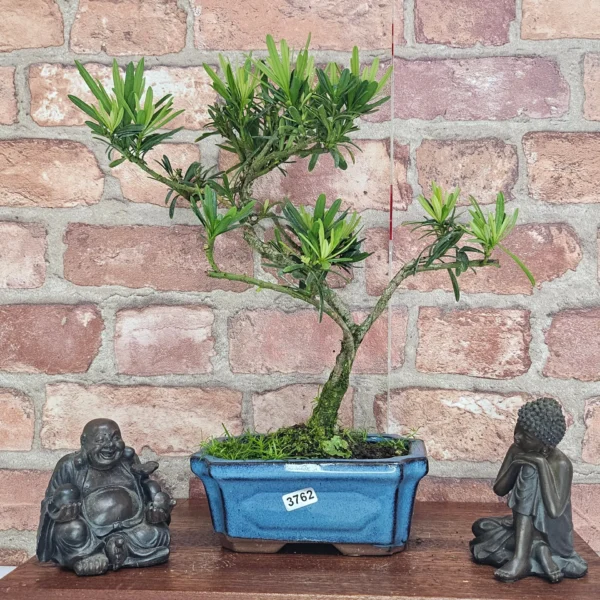 Buddhist Pine (Podocarpus Micro) Bonsai Tree | Shaped | In 15cm Pot - Image 16