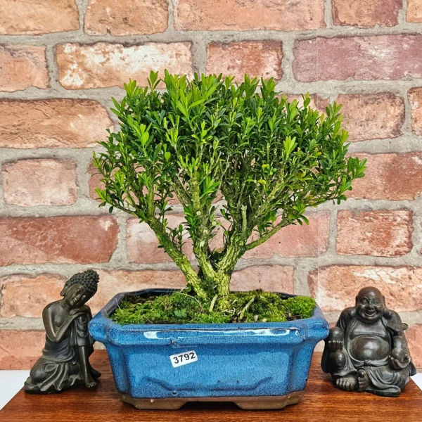 Boxwood (Buxus Harlandii) Bonsai Tree | Broom | In 20cm Pot - Image 20