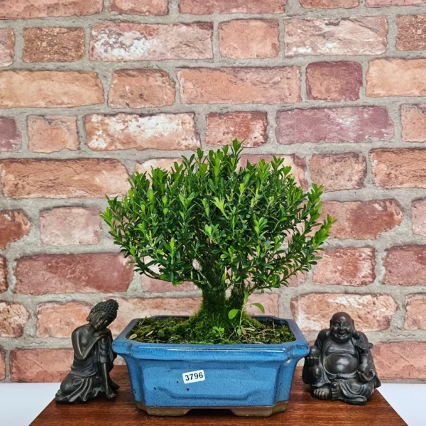 Boxwood (Buxus Harlandii) Bonsai Tree | Broom | In 20cm Pot - Image 22