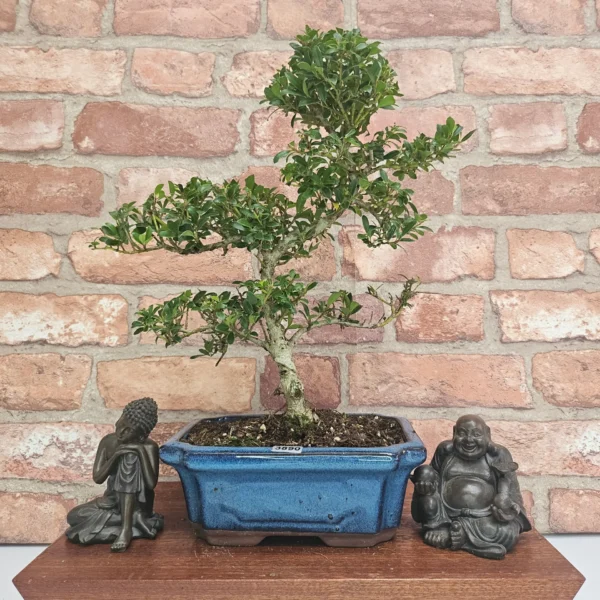 Japanese Holly (Ilex Crenata) Bonsai Tree | Shaped | In 20cm Pot - Image 5