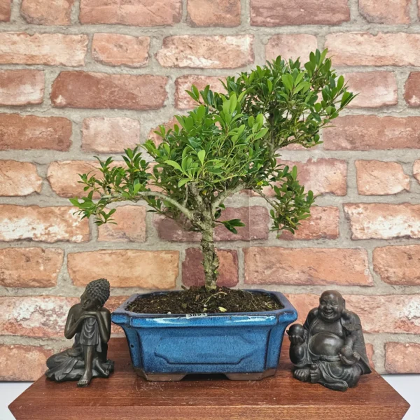 Japanese Holly (Ilex Crenata) Bonsai Tree | Shaped | In 20cm Pot - Image 6