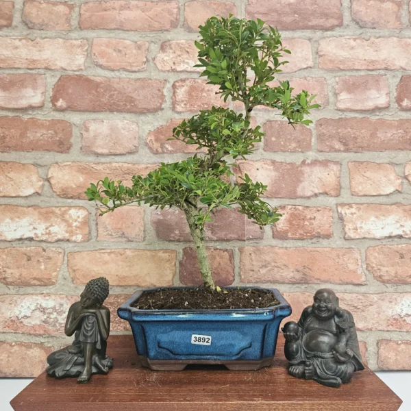 Japanese Holly (Ilex Crenata) Bonsai Tree | Shaped | In 20cm Pot - Image 7