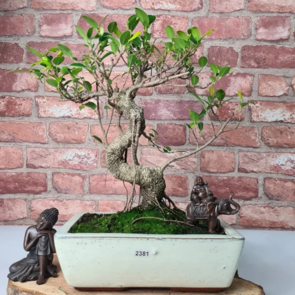 Ficus Microcarpa (Banyan Fig) Indoor Bonsai Tree | Shaped | In 25cm Pot - Image 3