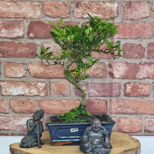 Chinese Pepper (Zanthoxylum Pipertum) Bonsai Tree | Shaped | In 20cm Pot