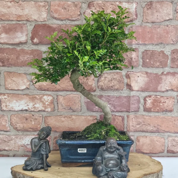 Chinese Pepper (Zanthoxylum Pipertum) Bonsai Tree | Shaped | In 20cm Pot - Image 3