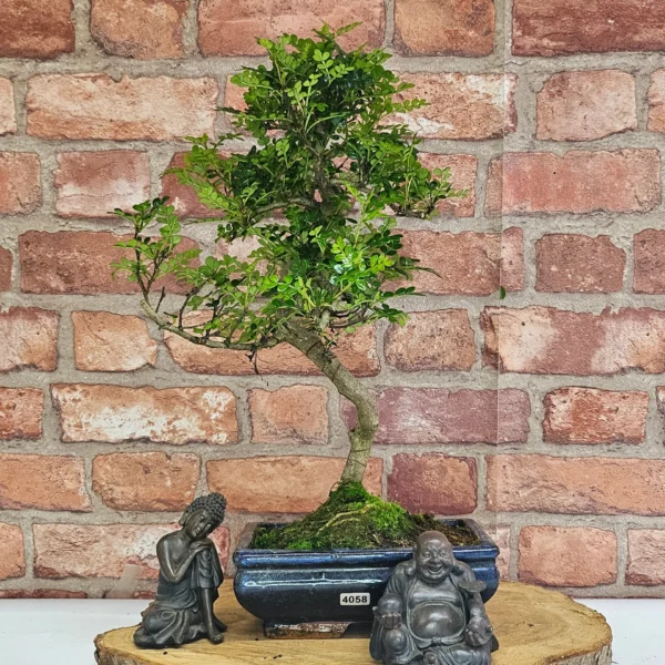 Chinese Pepper (Zanthoxylum Pipertum) Bonsai Tree | Shaped | In 20cm Pot - Image 4