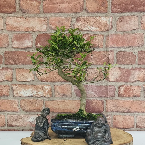 Chinese Pepper (Zanthoxylum Pipertum) Bonsai Tree | Shaped | In 20cm Pot - Image 6