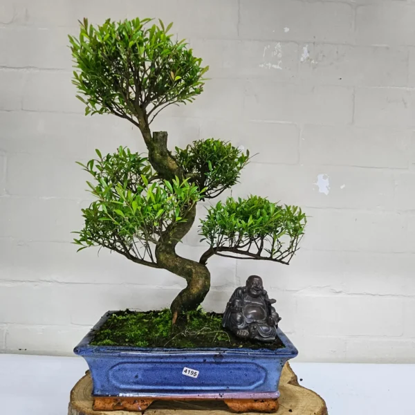 Brush Cherry (Syzygium) Bonsai Tree | Shaped | In 30cm Pot - Image 5