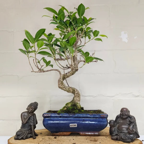 Ficus Microcarpa (Banyan Fig) Indoor Bonsai Tree | Shaped | In 20cm Pot - Image 3