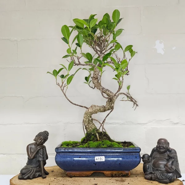 Ficus Microcarpa (Banyan Fig) Indoor Bonsai Tree | Shaped | In 20cm Pot - Image 4