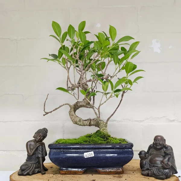 Ficus Microcarpa (Banyan Fig) Indoor Bonsai Tree | Shaped | In 20cm Pot - Image 5